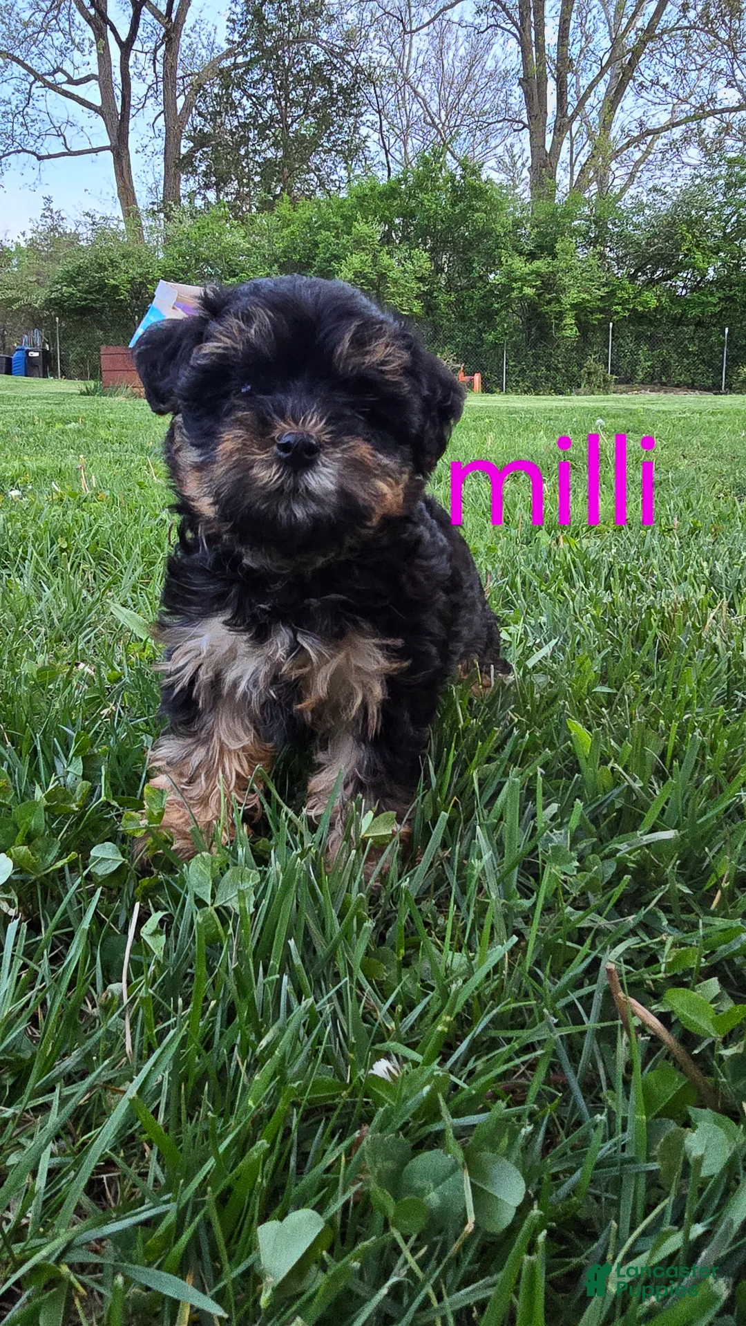 Yorkiepoo dogs for sale: Milli  - Ad 1