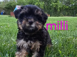 Yorkiepoo dogs for sale: Milli - Ad 1