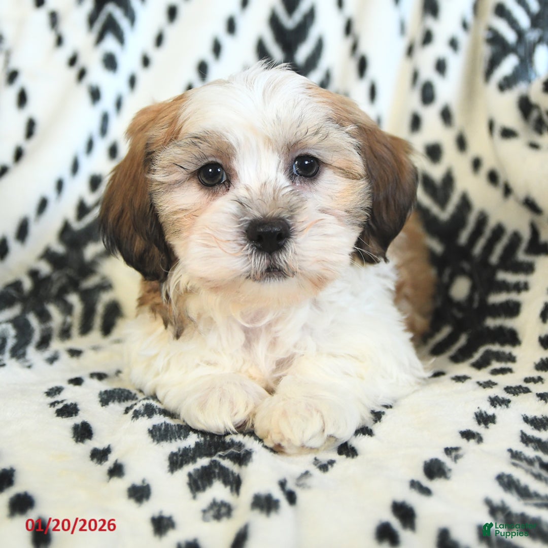 Teddy Bear dogs for sale: Ritchy - Ad 2