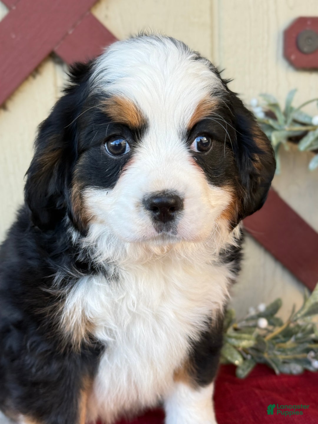 Miniature Bernese Mountain Dog dogs for sale: Ziggy - Ad 8