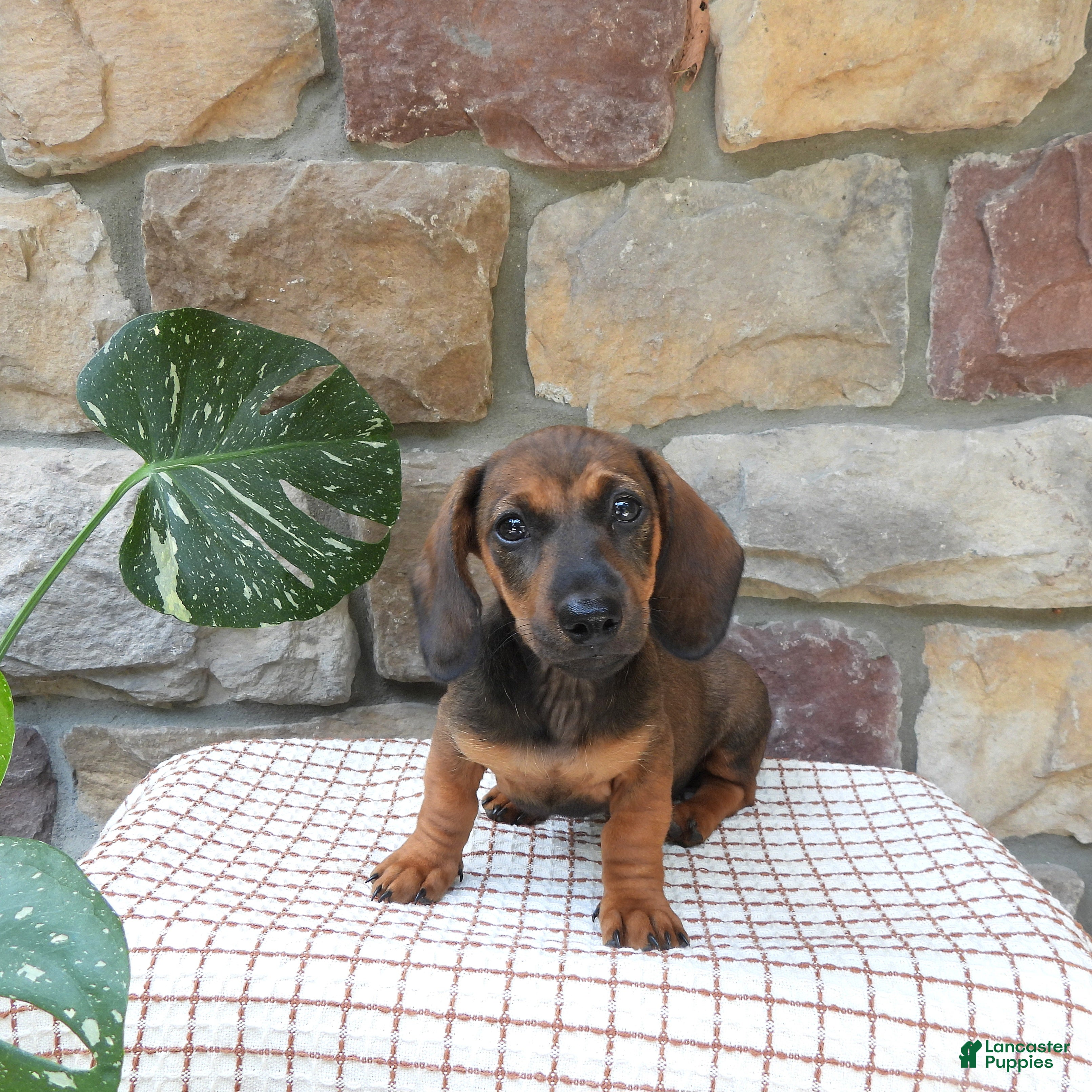 Miniature Dachshund dogs Tina - Ad 1