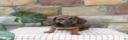 Miniature Dachshund dogs for sale: Tina - Ad 1