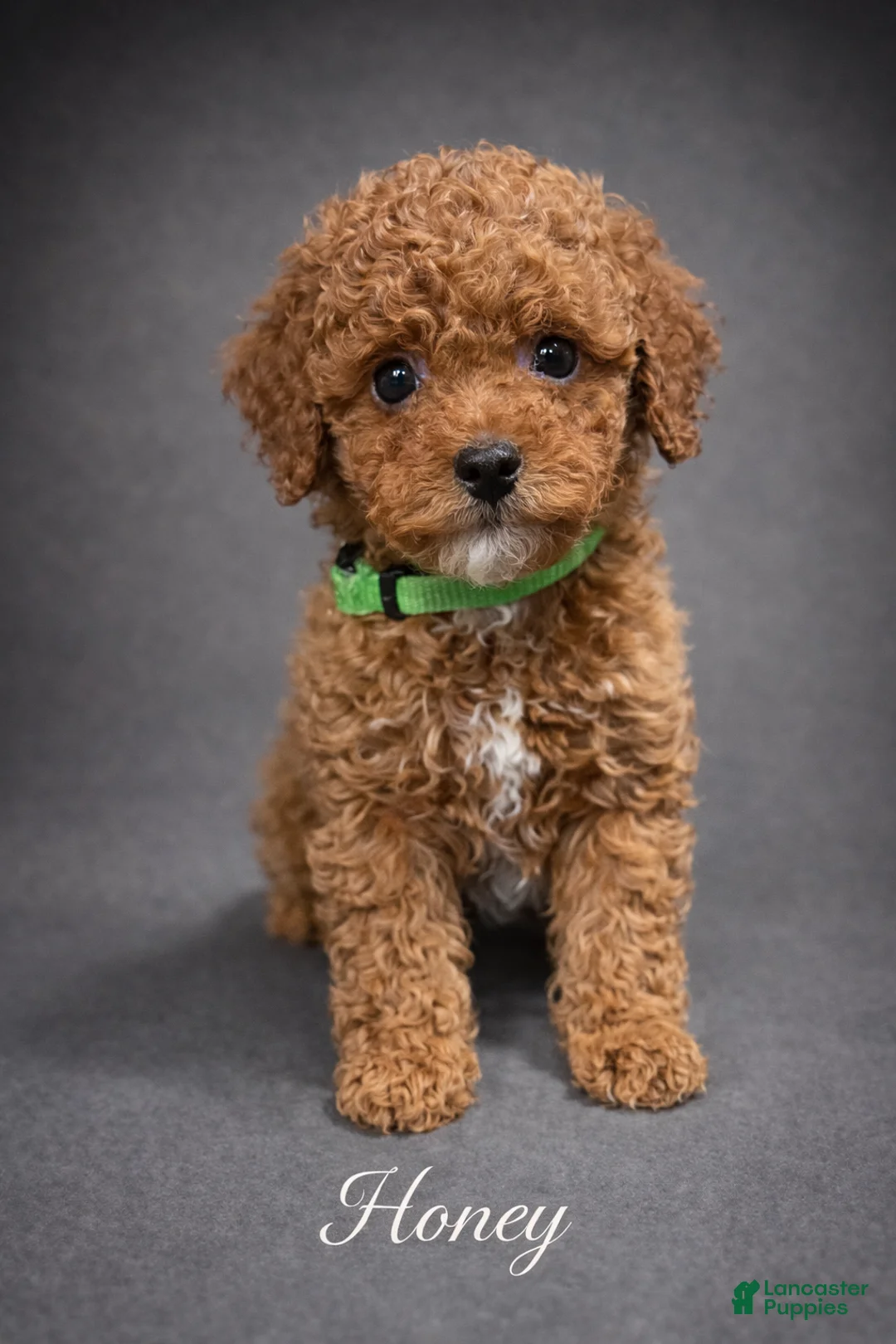 Toy Poodle dogs for sale: Honey - Ad 1