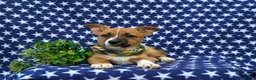 Mixed Breed dogs for sale: Derek - Ad 6