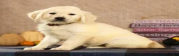 Golden Retriever dogs for sale: Gavin - Ad 3