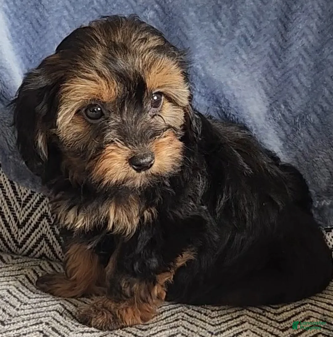 Mixed Breed dogs for sale: Phoebe - Ad 2