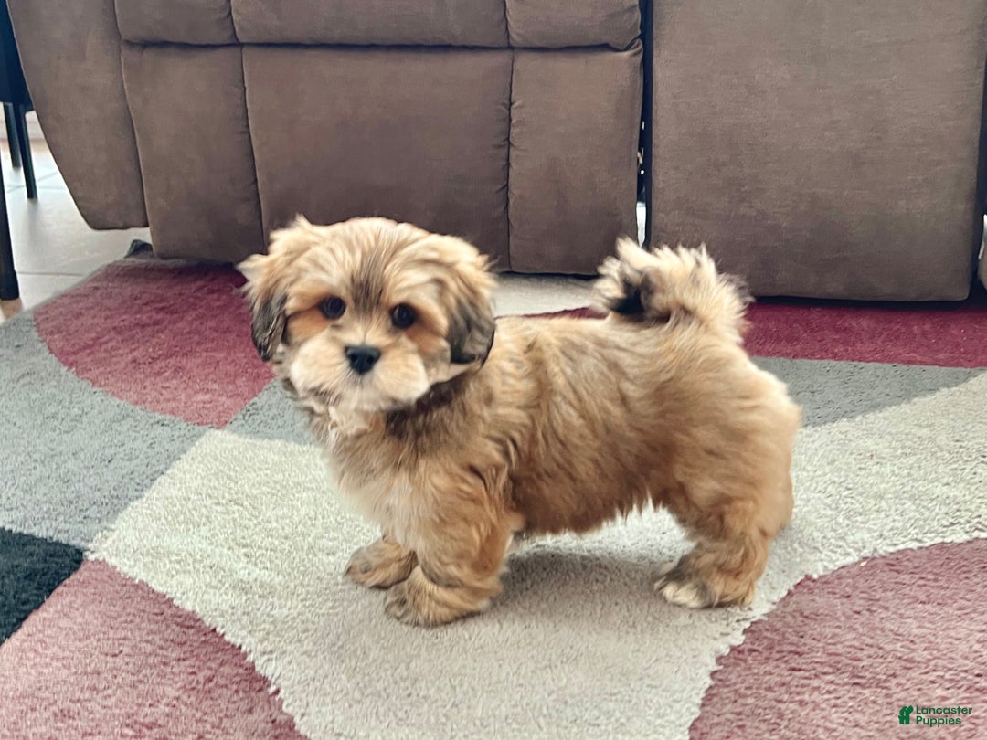 Lhasa Apso dogs for sale: Teddy - Ad 10