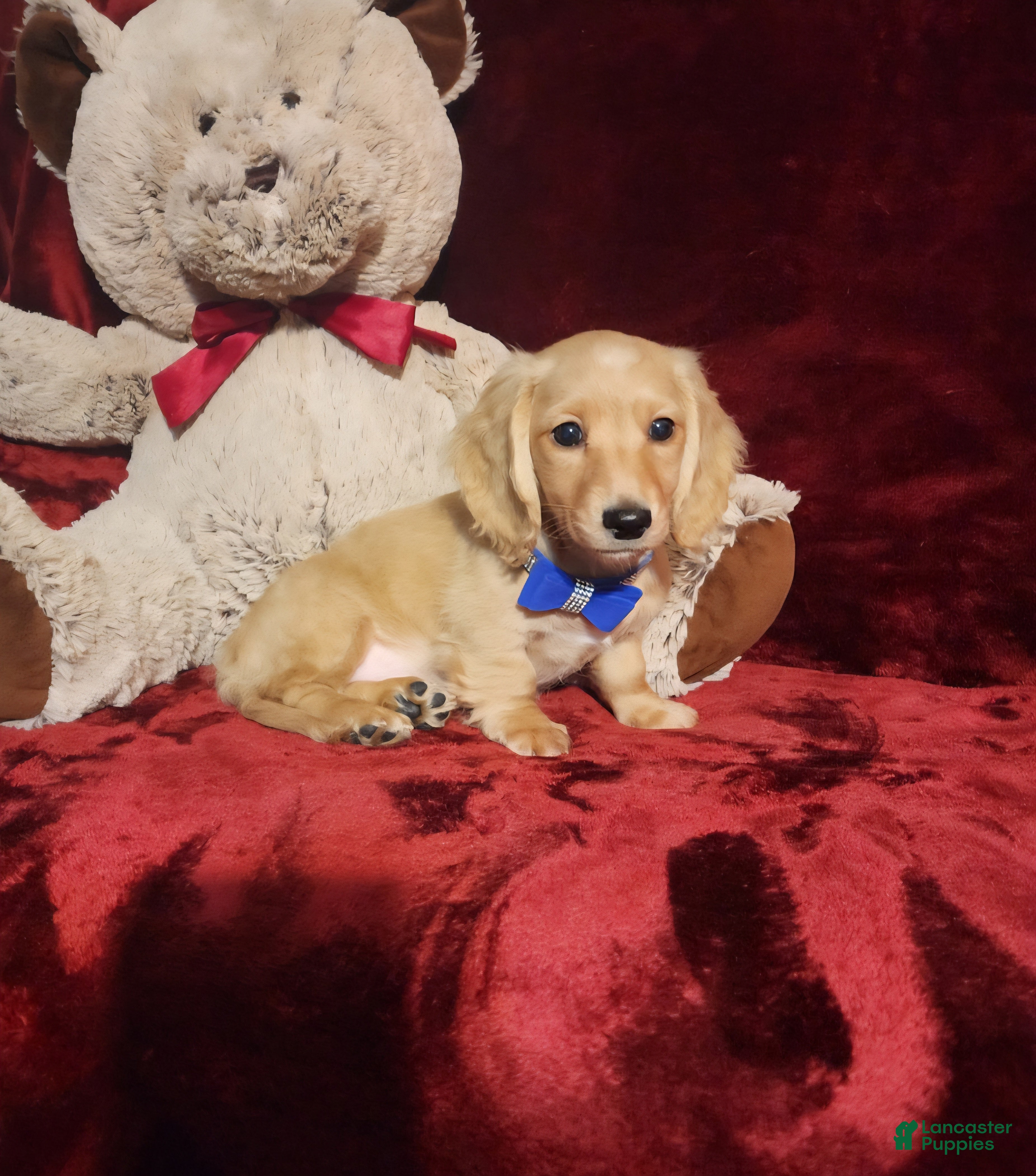Miniature Dachshund dogs HAYES - Ad 9
