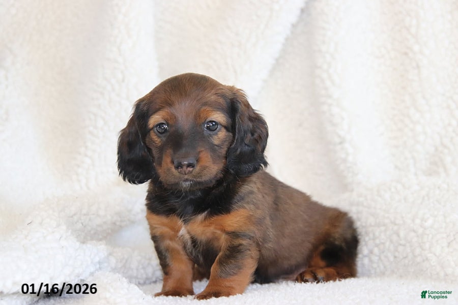 Miniature Dachshund dogs Princess - Ad 7