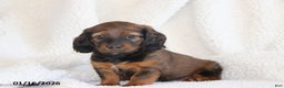 Miniature Dachshund dogs for sale: Princess - Ad 1