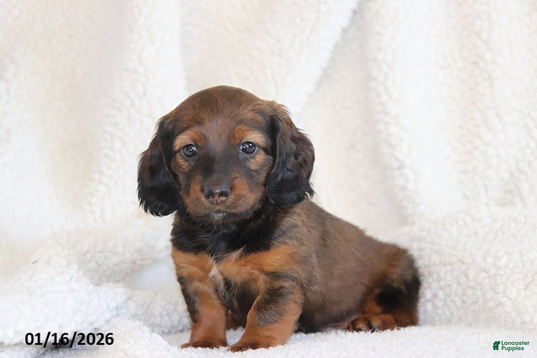 Miniature Dachshund dogs for sale: Princess - Ad 1
