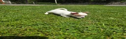 Chihuahua dogs for sale: White - Ad 4
