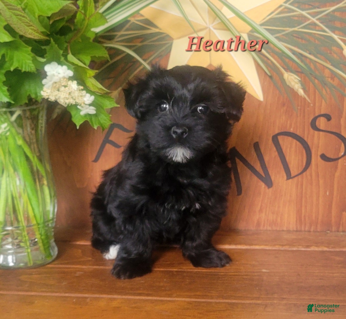 Morkie dogs Heather - Ad 2