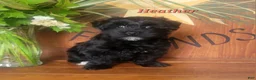 Morkie dogs for sale: Heather - Ad 2