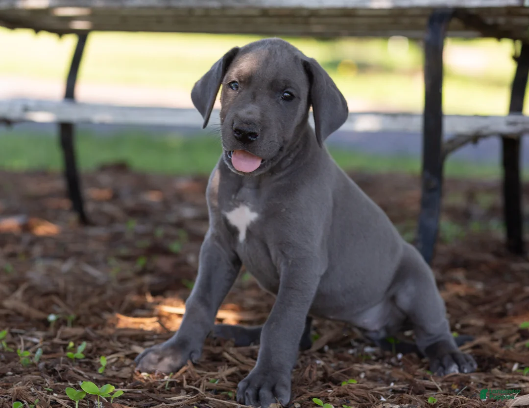 Great Dane dogs for sale: Aurora - Ad 1