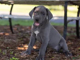 Great Dane dogs for sale: Aurora - Ad 3