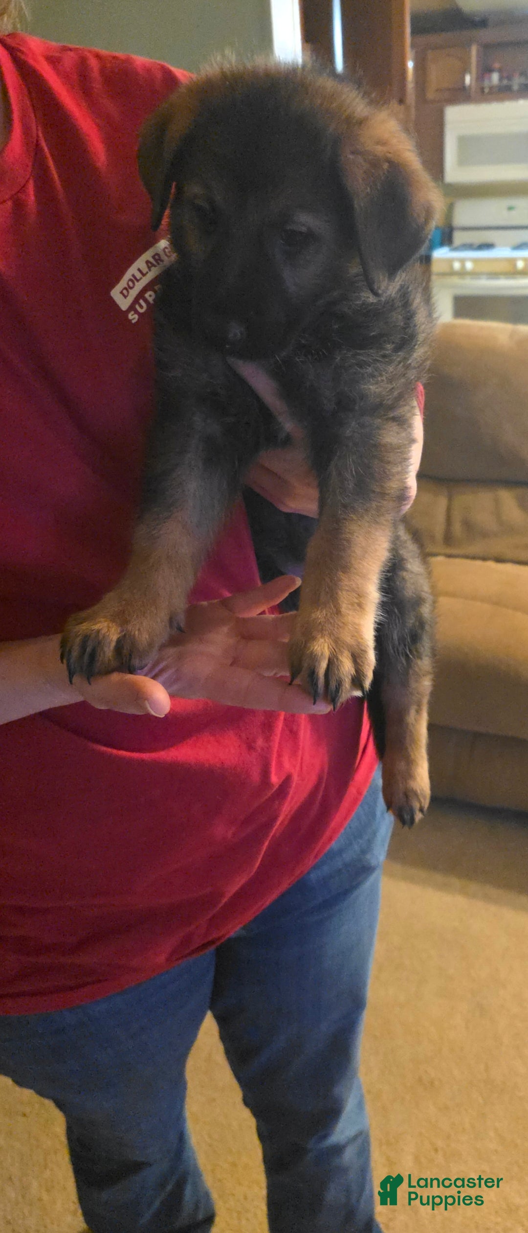 German Shepherd dogs German Shepherd Puppy 1 - Ad 16