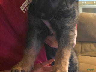 German Shepherd dogs German Shepherd Puppy 1 - Ad 18