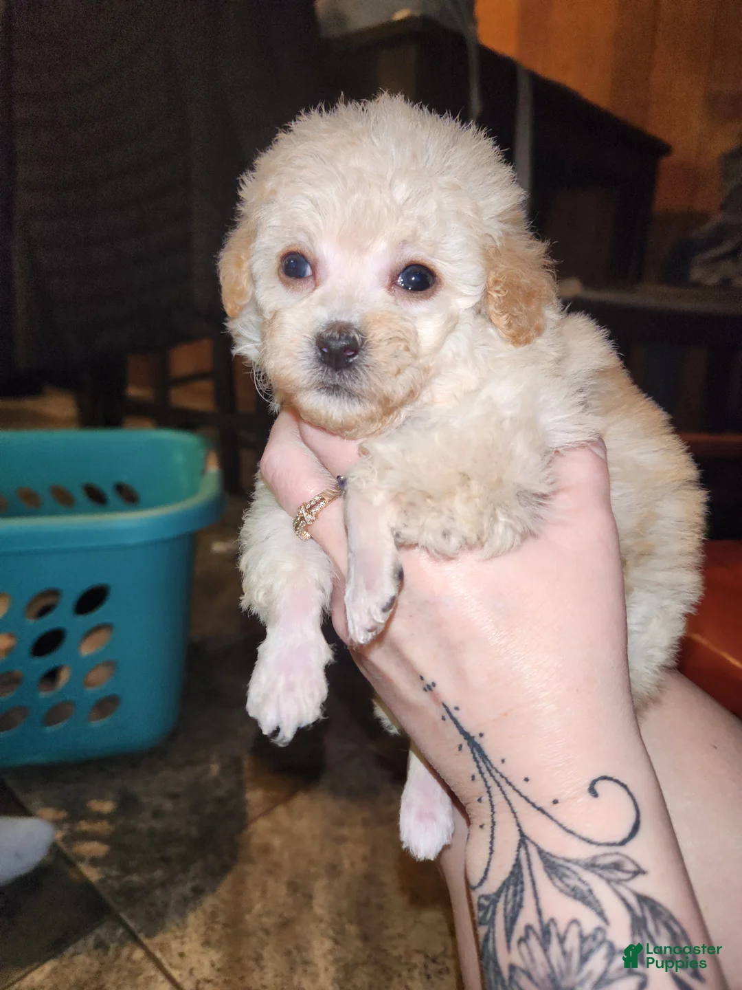 Havapoo dogs for sale: Havapoo Puppy 1 - Ad 18