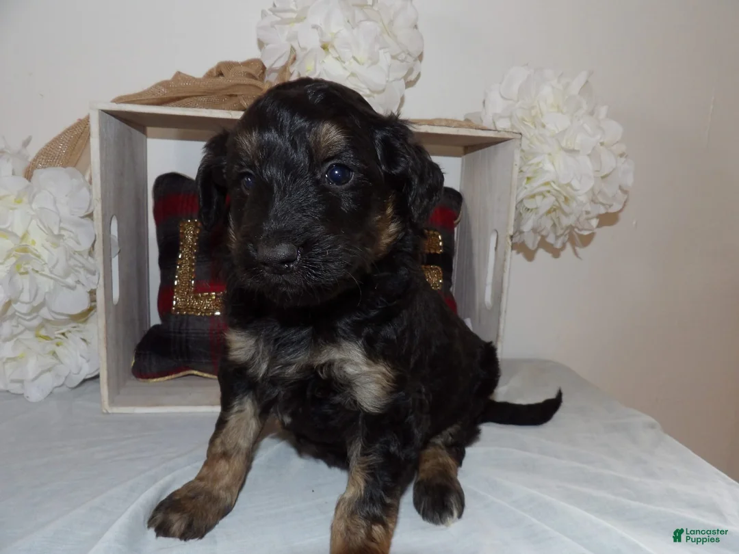 Gallery Image {{count}}