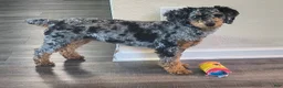 Mini Goldendoodle dogs for sale: Biscuit  - Ad 3