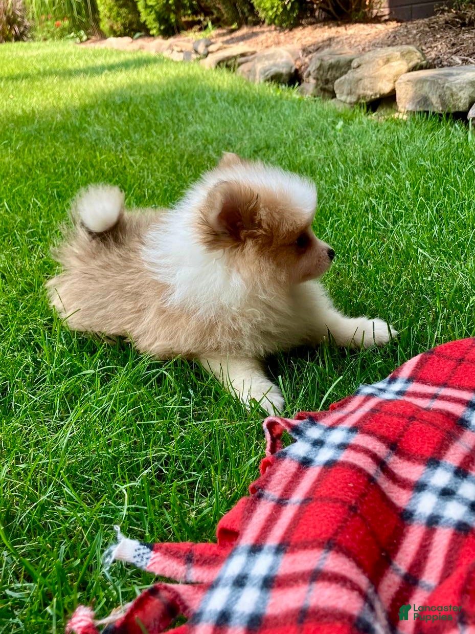 Pomeranian dogs Peanut - Ad 2