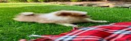 Pomeranian dogs for sale: Peanut - Ad 2