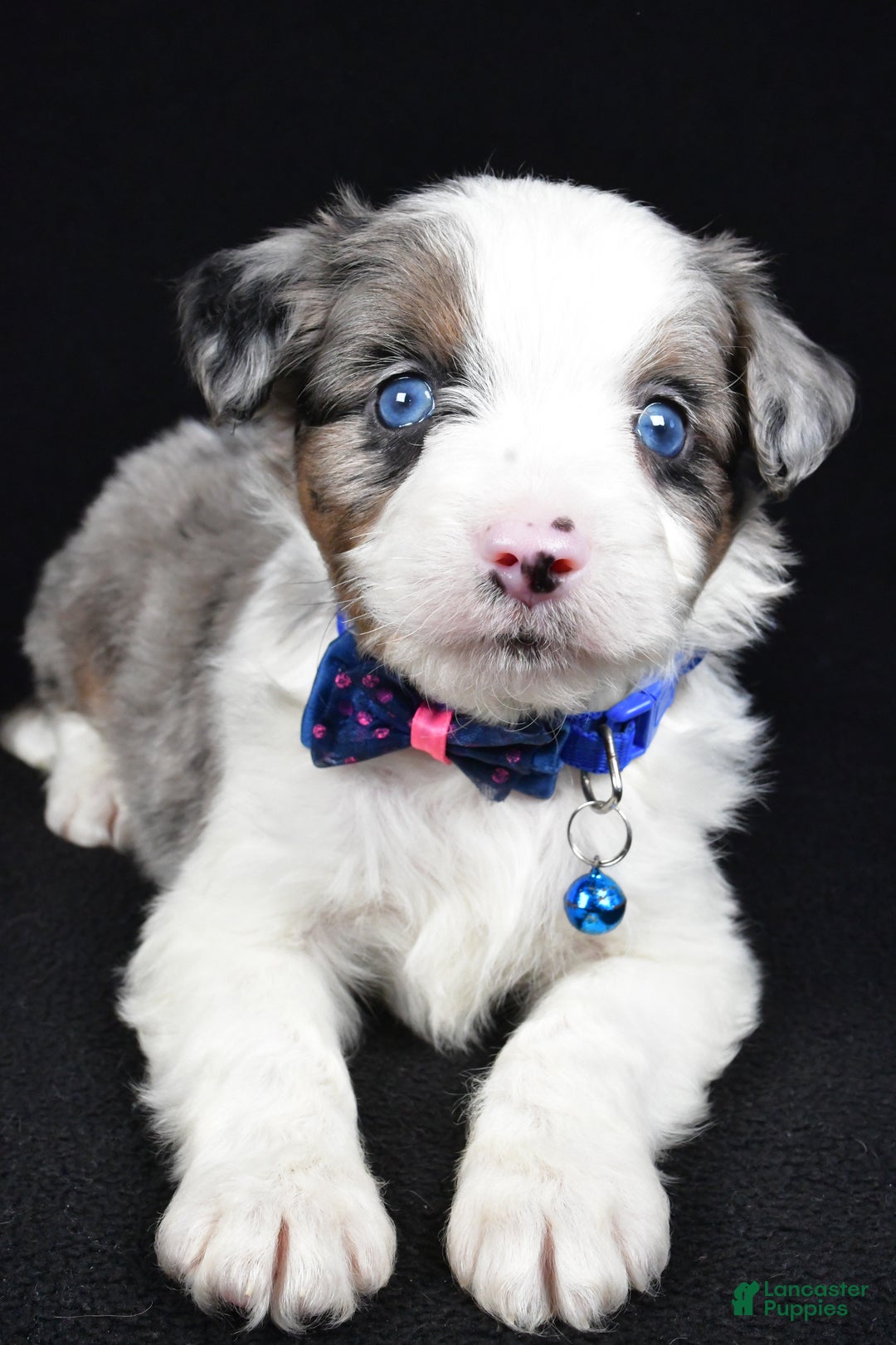 Mini Aussiedoodle dogs for sale: Sparky - Ad 9
