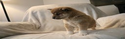 Shiba Inu dogs for sale: Sasha  - Ad 5