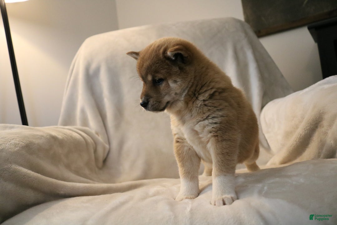 Shiba Inu dogs for sale: Sasha  - Ad 5