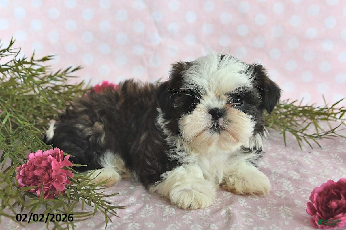 Shih Tzu dogs Belle - Ad 2