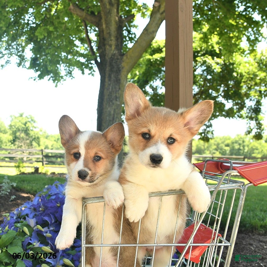 Welsh Corgi Pembroke dogs for sale: Ruby  - Ad 5