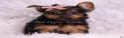 Yorkshire Terrier dogs for sale: Gidget - Ad 5
