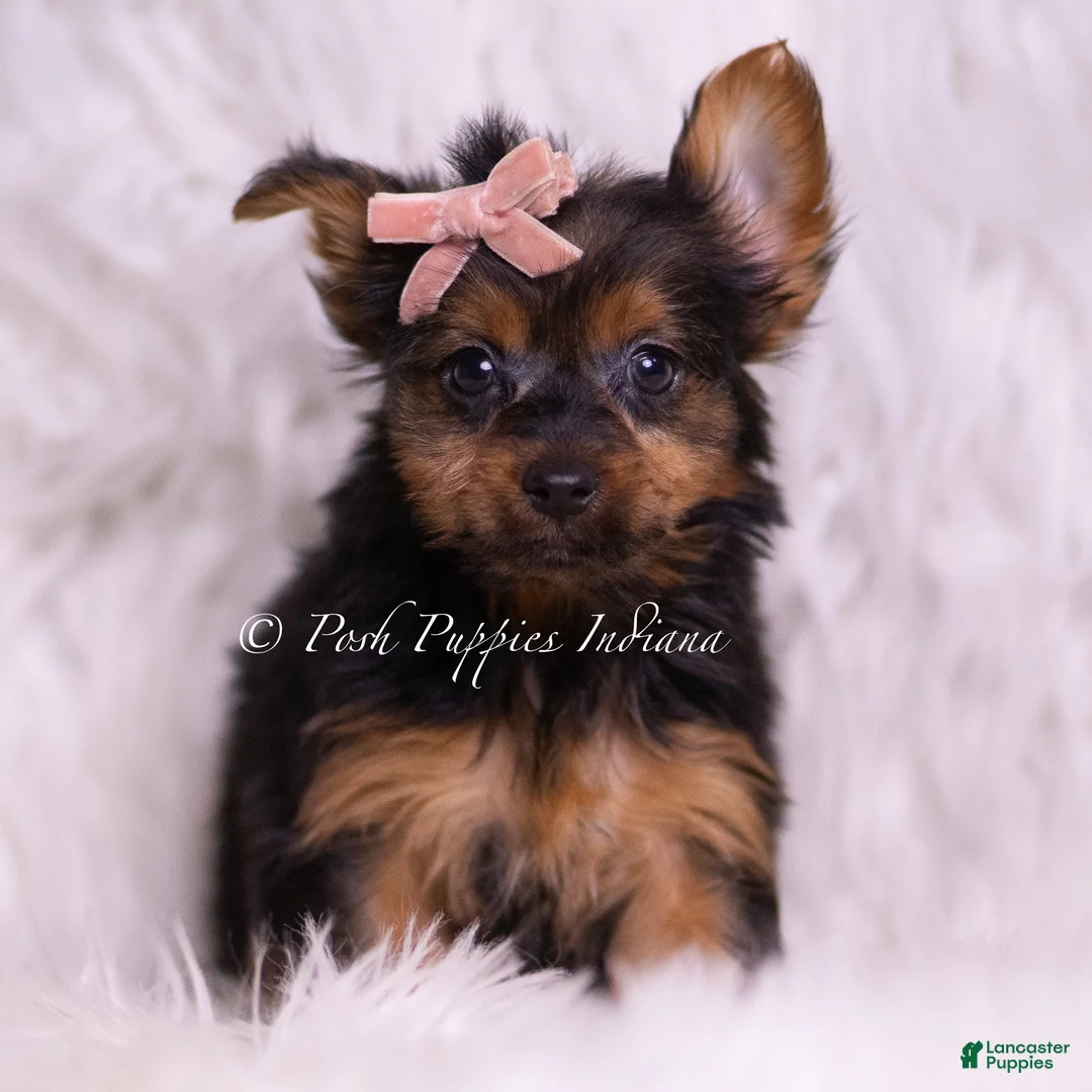 Yorkshire Terrier dogs for sale: Gidget - Ad 5