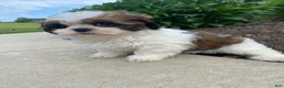 Shih Tzu dogs for sale: Tina - Ad 13