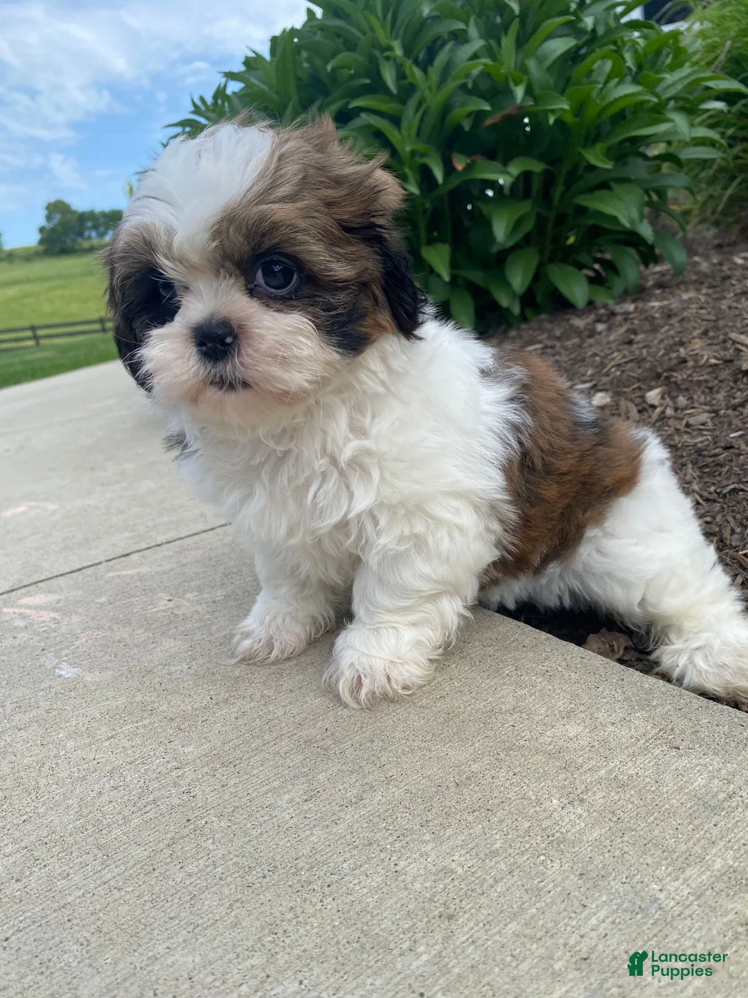 Shih Tzu dogs for sale: Tina - Ad 13