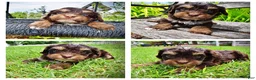 Havapoo dogs for sale: Vixen - Ad 1