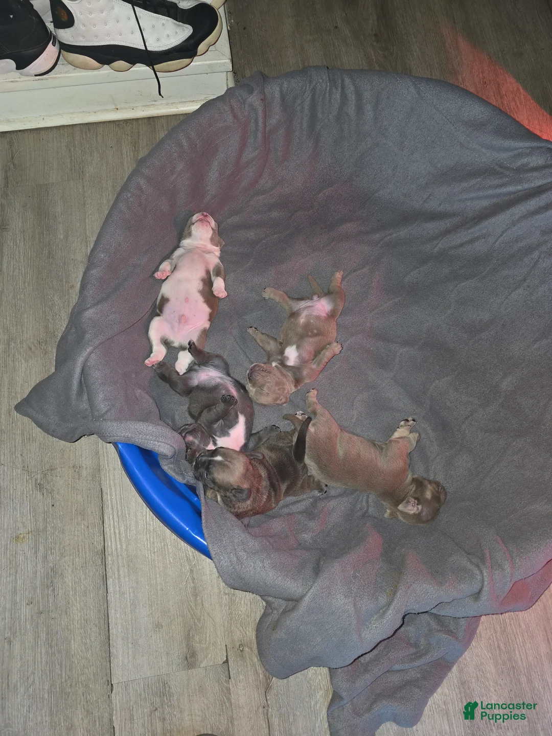 American Bully dogs for sale: American Bully 3 - Ad 2