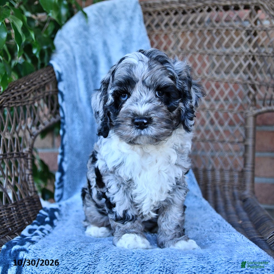 Cockapoo dogs for sale: Theo - Ad 1