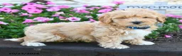 Maltipoo dogs for sale: Peter - Ad 2
