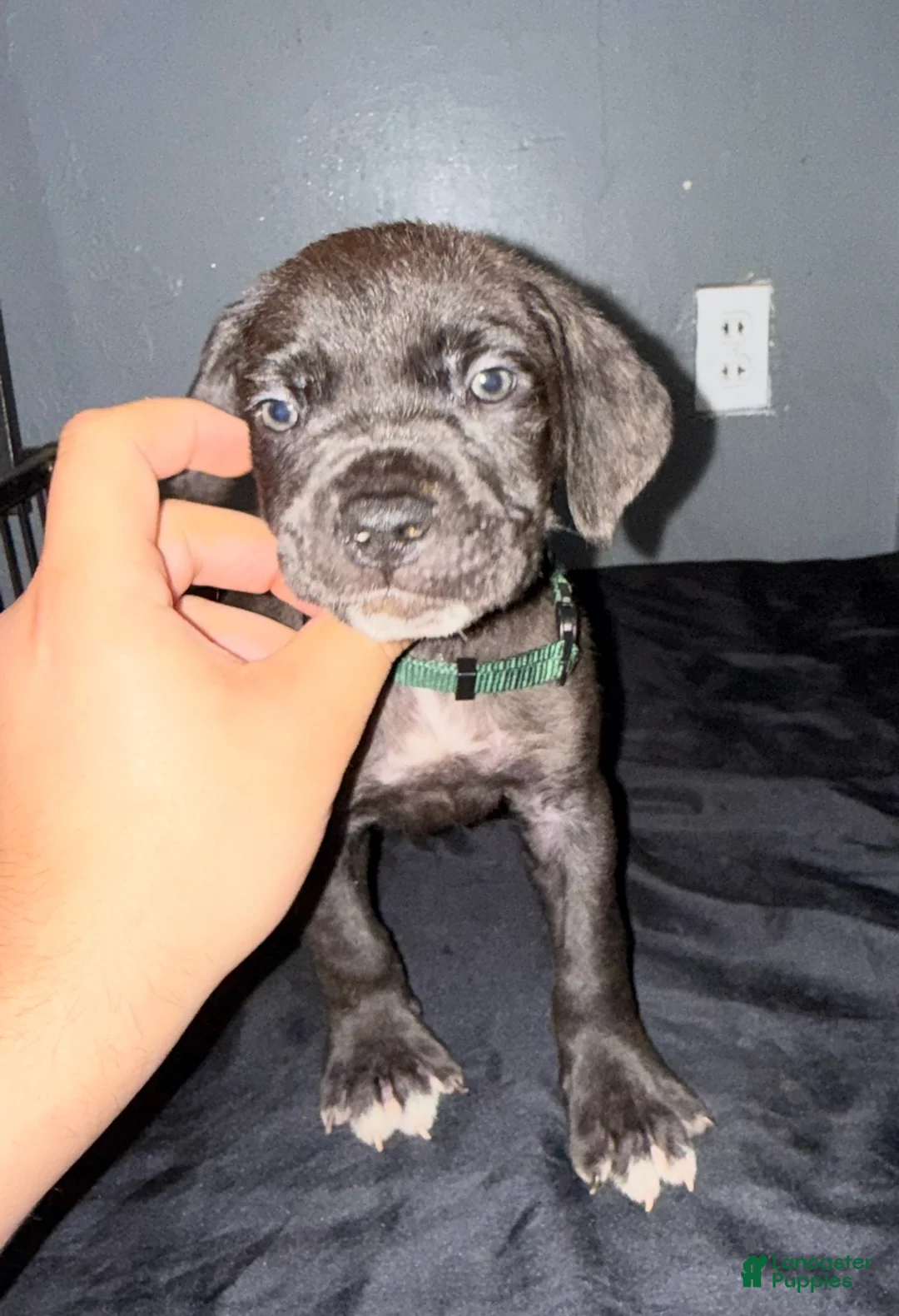 Cane Corso dogs for sale: Price  - Ad 1