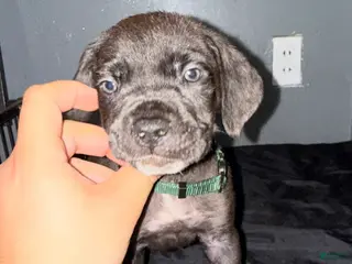 Cane Corso dogs Price - Ad 26