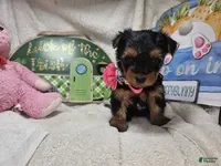 Yorkshire Terrier dogs SaliSue the Yorki babe... - Ad 17