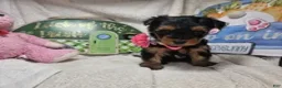 Yorkshire Terrier dogs for sale: SaliSue the Yorki babe... - Ad 4