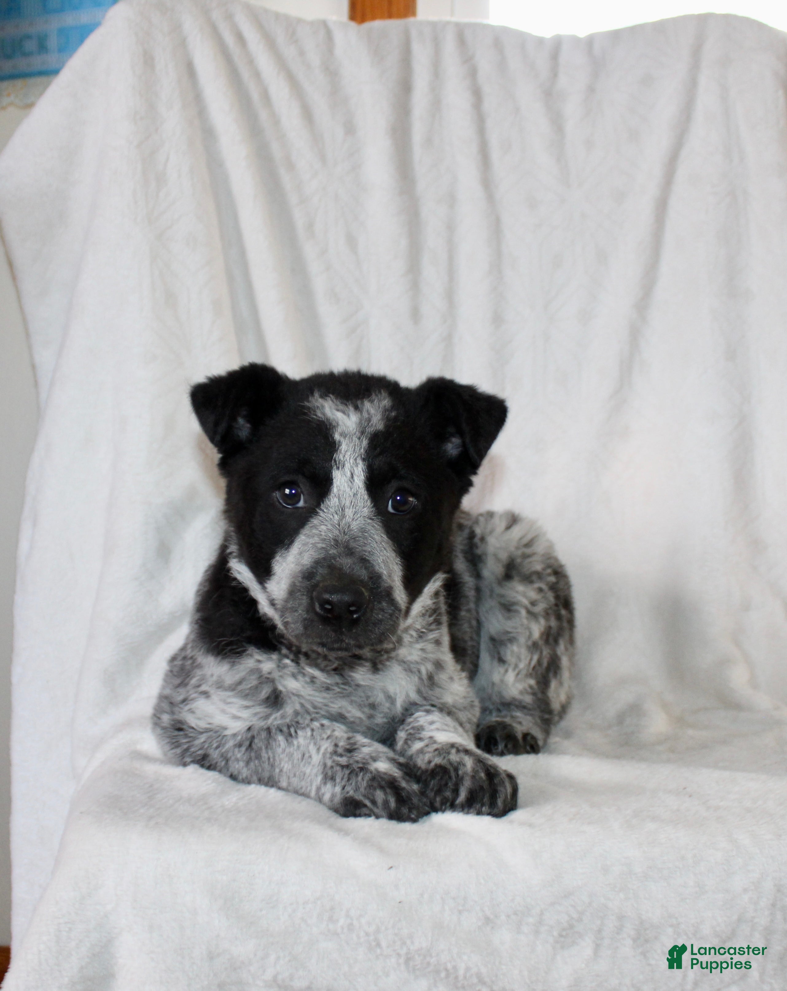 Australian Cattle Dog dogs Watson - Ad 16