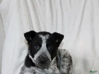 Australian Cattle Dog dogs Watson - Ad 42