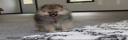Pomeranian dogs for sale: Major - Ad 3