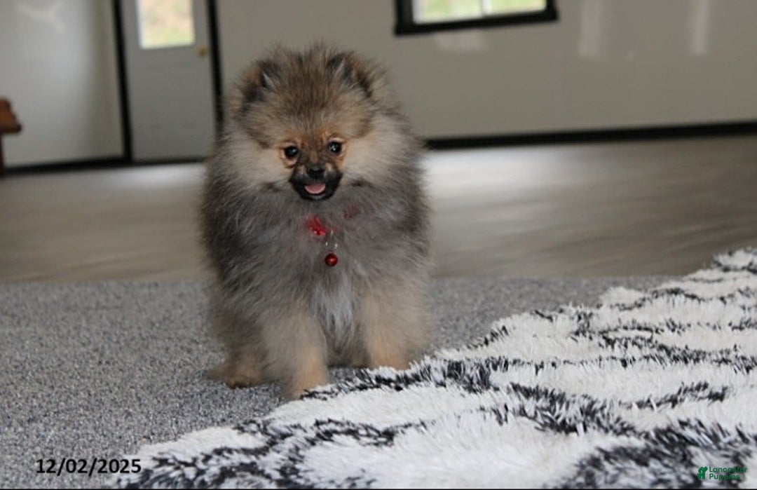 Pomeranian dogs for sale: Major - Ad 3