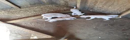 American Bulldog dogs for sale: American Bulldog 7 - Ad 10