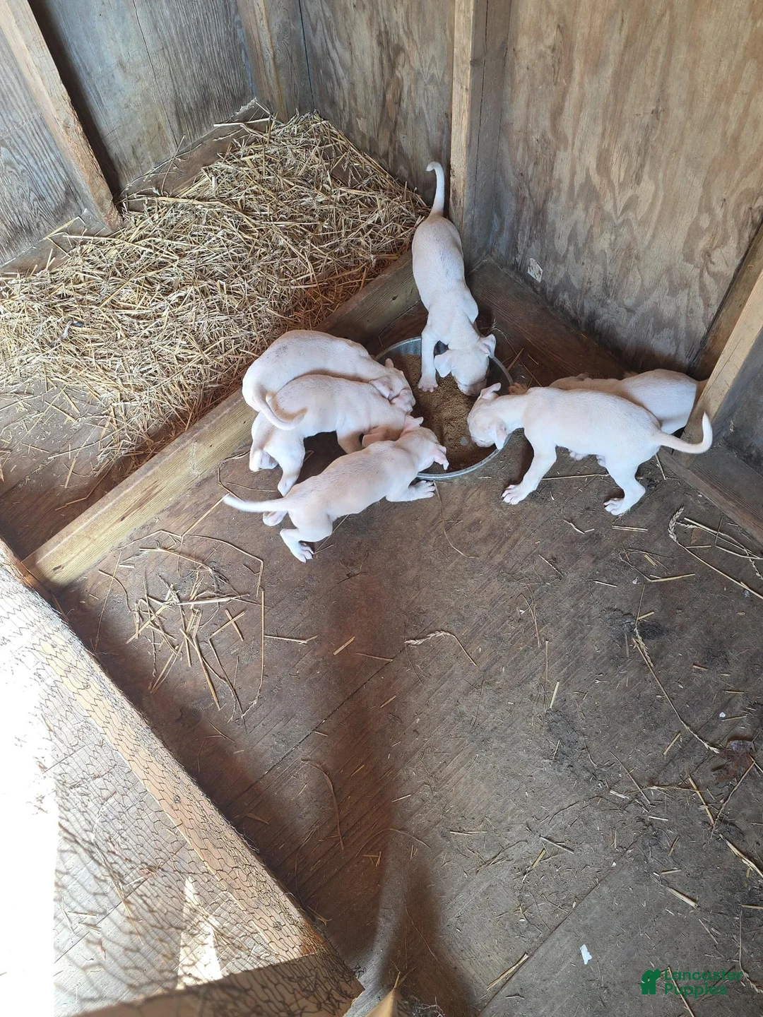American Bulldog dogs for sale: American Bulldog 7 - Ad 10